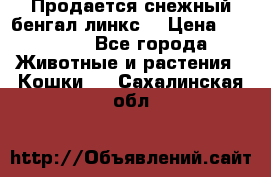 Продается снежный бенгал(линкс) › Цена ­ 25 000 - Все города Животные и растения » Кошки   . Сахалинская обл.